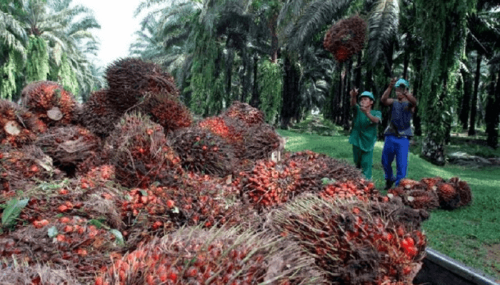 Rising Palm Oil Prices Poised to Lift Presco and Okomu Oil Profits in Q3