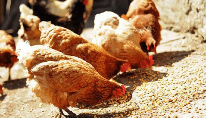 Local Chicken Industry Booms as Nigerians Turn Away from Smuggled Poultry”